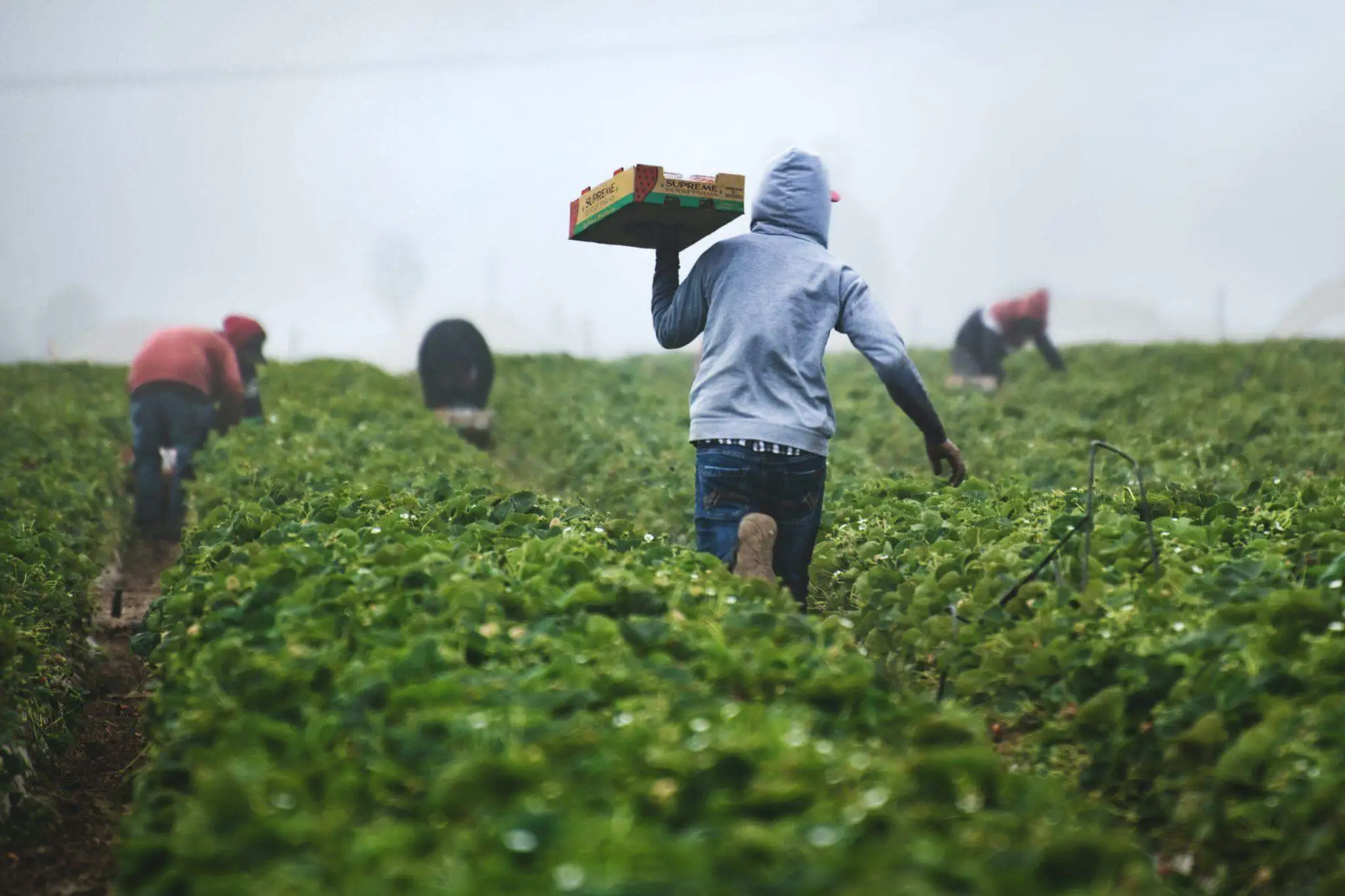 Is Agriculture Important in the Modern World Is-Agriculture-Important-in-the-Modern-World